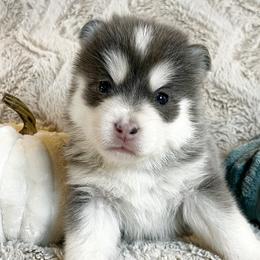 Noodle - Pomsky puppy from Pristine Pomskies
