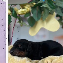 Doberman Pinscher Puppies from Sky’s Dobermans