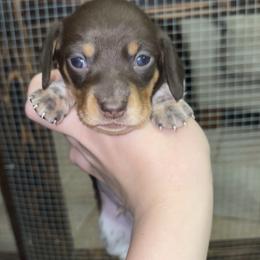 Ralphie - Piebald male Dachshund puppy in Goldthwaite, Texas from Mini Mama Dachshunds