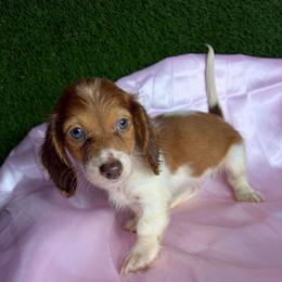 Chucky - Piebald male Dachshund puppy in Lake City, Florida from My Ditzy Doxies of Florida