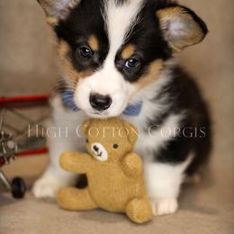 American Corgi and Pembroke Welsh Corgi Puppies from High Cotton Corgis