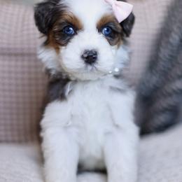 Dior - female Australian Mountain Doodle puppy in Spanish Fork, Utah from Little Puppy Co.