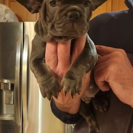 Versace - Blue fawn French Bulldog puppy in Bolingbrook, Illinois from Taylor-Made Luxury Kennels