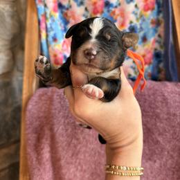 Alps - Tri-color male Bernedoodle puppy in Fort Meade, Florida from Ashley Baldwin