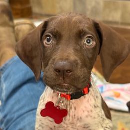 Red - Liver roan male German Shorthaired Pointer puppy in Ozark, Alabama from Judy Creek GSP's