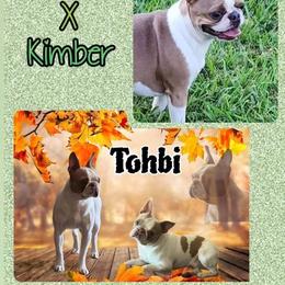Boston Terrier puppies from Findley’s Furbabies
