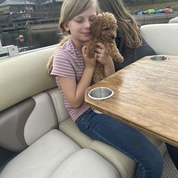 Goldendoodle Puppies from Providence Ranches