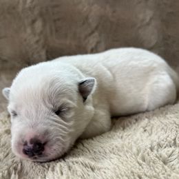 Boy 3 - Blue speckled male Australian Cattle Dog puppy in Irvington, Kentucky from Dry Valley’s Australian Cattle Dogs