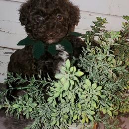 Poodle Puppies from Pacific NW Pups