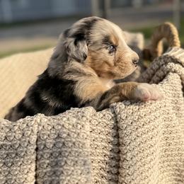 Australian Shepherd Puppies from Bear Creek Aussies