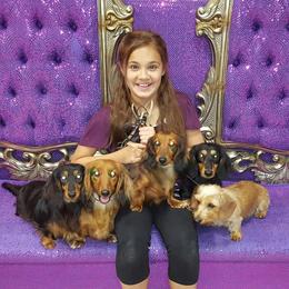 Dachshund All Grown Up from OzO Dachshunds