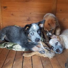 Australian Cattle Dogs, Australian Shepherds, and Companion Crosses from Silver Bitch Stables