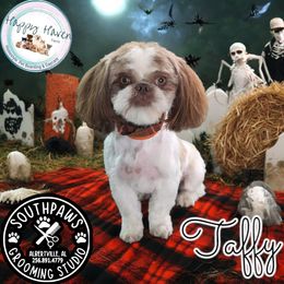 Taffy - Shih Tzu