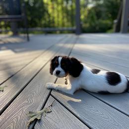 Cavalier King Charles Spaniel Puppies from Cassie’s Cavaliers