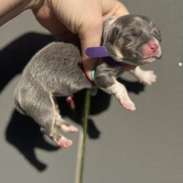 Capri (purple) - Blue female Pembroke Welsh Corgi puppy in East Oakdale, California from Rhettro Kennels
