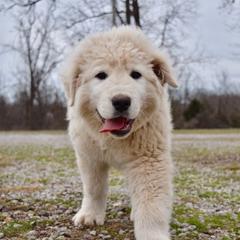 Border Collie and Maremma Sheepdog Puppies from 2J 2K Border Collies & Maremma Sheepdogs