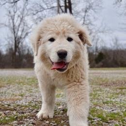 Border Collie and Maremma Sheepdog Puppies from 2J 2K Border Collies & Maremma Sheepdogs