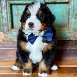 Blue collar - Black rust and white male Bernese Mountain Dog puppy in Altura, Minnesota from Bluffside Berners