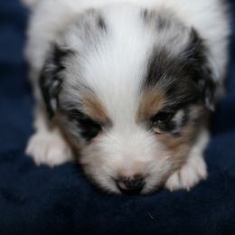 Australian Shepherd, Miniature American Shepherd, Miniature Australian Shepherd, and Toy Australian Shepherd Puppies from Painted Blue Aussies
