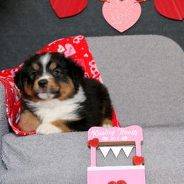 Atlas - Black tri male Miniature American Shepherd puppy in Kalama, Washington from Lone Pine Miniature American Shepherds