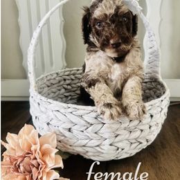 Labradoodle Puppies from Maple’s Doodles