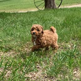 Rosie - Red  female Goldendoodle puppy in Haddam, Kansas from Golden B Acres