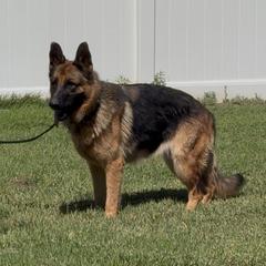 Maggie May - Black and red female German Shepherd puppy in Whitewater, California from Vom Haus Metzler Shepherds