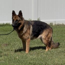 Maggie May - Black and red female German Shepherd puppy in Whitewater, California from Vom Haus Metzler Shepherds