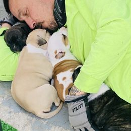 American Staffordshire Terrier Puppies from baycitiesamstaffs