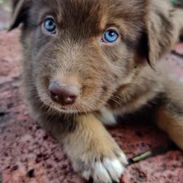 Australian Shepherd Puppies from Southern Boy Blues Aussies