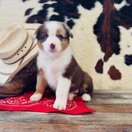 SNIPER - Red merle male Australian Shepherd puppy in Durand, Wisconsin from Larson’s Legacy Aussome Aussie Kennels