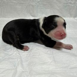 Girl 1 - Black tri female Miniature Australian Shepherd puppy in Olean, New York from Windy River Mini Aussie