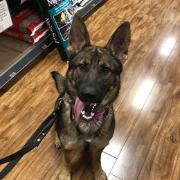 Conny - German Shepherd