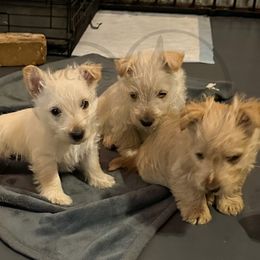Scottish Terrier Puppies from Rocket's West Texas Scottish Terriers (WTX ST)