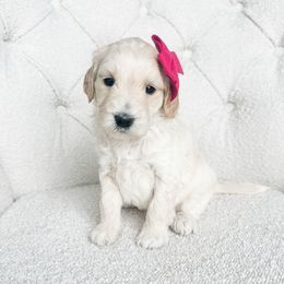 Hula Hoop - Cream female Goldendoodle puppy in Sterling, Illinois from Charley's Goldendoodles