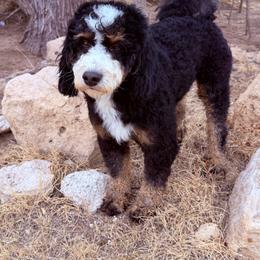 Floyd - Bernedoodle