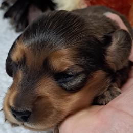Puppy 4 - Wheaten male Dachshund puppy in Franklin, Georgia from Lakeside Kennels of Franklin