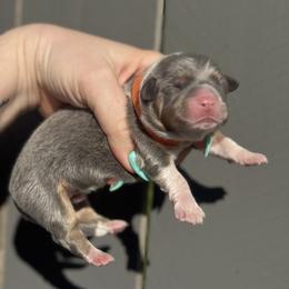 Kai (orange) - Blue male Pembroke Welsh Corgi puppy in East Oakdale, California from Rhettro Kennels