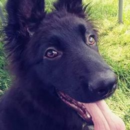 German Shepherds from Justrock German Shepherds