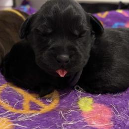 Labrador Retriever Puppies from Tag Hollow