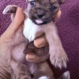 Girl 2 - Black gold and white female Shorkie puppy in Florida from Shih tzus and Shorkies Galore