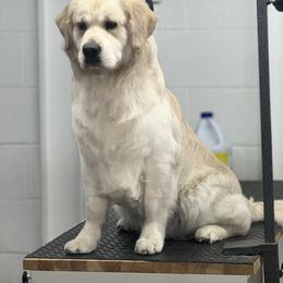 Bernese Mountain Dog and Golden Retriever All Grown Up from Gold Point Pups