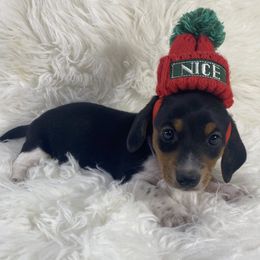 Nick - Piebald male Dachshund puppy in Gravois Mills, Missouri from Benji’s Babies