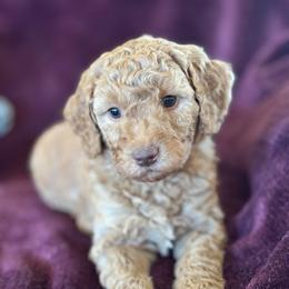 Amethyst - Red  female Goldendoodle puppy in Morriston, Florida from Florida's Joyful Goldendoodles
