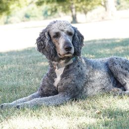 Atlas - Sheepadoodle