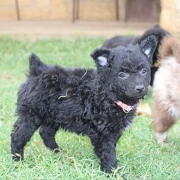 Trix - Black Mudi puppy in Valley Mills, Texas from Graves Farm Mudi