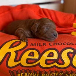 Cashew (Yellow) - Red  female Goldendoodle puppy in Toledo, Ohio from Avery Doodle Day LLC