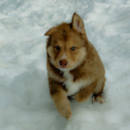 Atsina (Cedar) - male Native American Indian Dog puppy in Brimfield, Massachusetts from Seven Sisters Canids