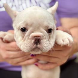 Ephraim - Cream male French Bulldog puppy in Greenfield, Missouri from Hope Mountain French Bulldogs