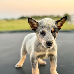 Copper - Blue speckled male Australian Cattle Dog puppy in Rosharon, Texas from 4Surge Cattle Dogs